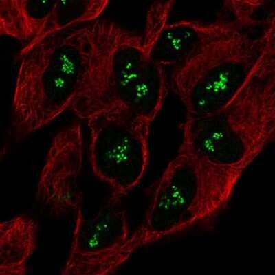 Immunocytochemistry/ Immunofluorescence: CNTNAP5 Antibody [NBP2-56454]