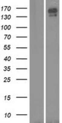 Western Blot: CNTNAP5 Overexpression Lysate [NBP2-05734]