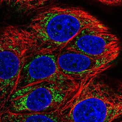 Immunocytochemistry/ Immunofluorescence: COA5 Antibody [NBP2-31690]