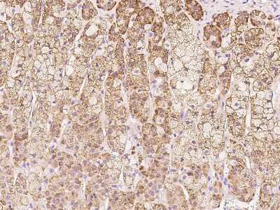 Immunohistochemistry-Paraffin: COA5 Antibody [NBP2-97357]