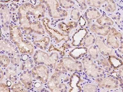 Immunohistochemistry-Paraffin: COA5 Antibody [NBP2-97357]