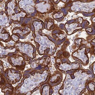 Immunohistochemistry-Paraffin: COBLL1 Antibody [NBP2-32033]