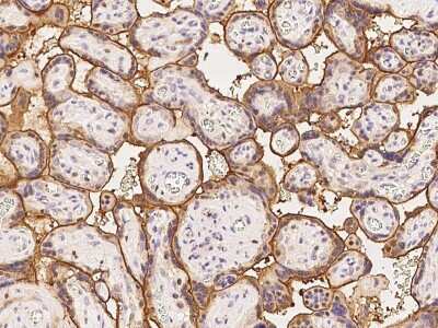 Immunohistochemistry-Paraffin: COBLL1 Antibody [NBP2-98671]
