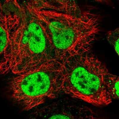 Immunocytochemistry/ Immunofluorescence: COBRA1 Antibody [NBP1-82924]