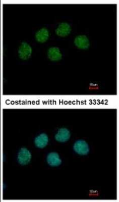 Immunocytochemistry/ Immunofluorescence: COBRA1 Antibody [NBP2-15935]