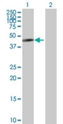 Western Blot: COBRA1 Antibody [H00025920-B01P]