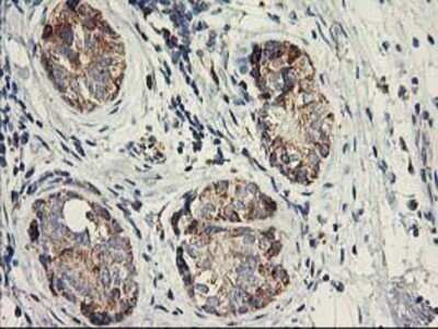 Immunohistochemistry: COCO/DAND5 Antibody (OTI2H3) - Azide and BSA Free [NBP2-72456]