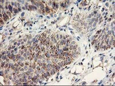 Immunohistochemistry: COCO/DAND5 Antibody (OTI2H3) - Azide and BSA Free [NBP2-72456]