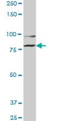 Western Blot: COG2 Antibody (3H8) [H00022796-M01]