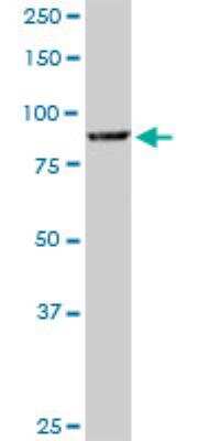 Western Blot: COG3 Antibody (2G7) [H00083548-M01]