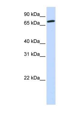 Western Blot: COG4 Antibody [NBP1-55198]