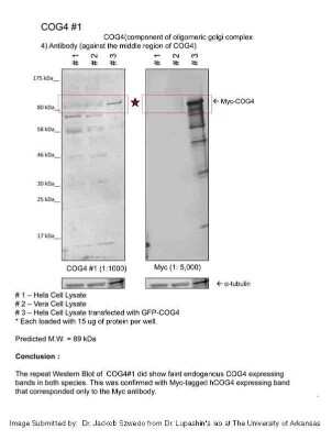 Western Blot: COG4 Antibody [NBP1-55199]