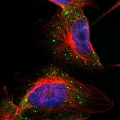 Immunocytochemistry/ Immunofluorescence: COL14A1 Antibody [NBP1-86877]