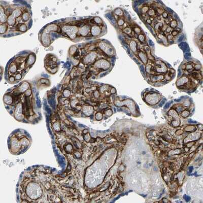 Immunohistochemistry-Paraffin: COL15A1 Antibody [NBP1-91088]