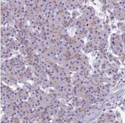 Immunohistochemistry-Paraffin: COL6A6 Antibody [NBP2-14546]