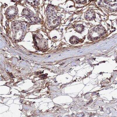 Immunohistochemistry-Paraffin: COL6A6 Antibody [NBP2-14546]