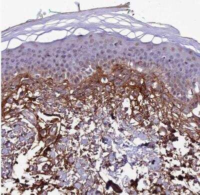 Immunohistochemistry-Paraffin: COL6A6 Antibody [NBP2-14546]