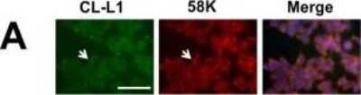 Immunocytochemistry/ Immunofluorescence: COLEC10 Antibody (4C1) [H00010584-M01]