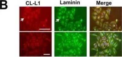 Immunocytochemistry/ Immunofluorescence: COLEC10 Antibody (4C1) [H00010584-M01]