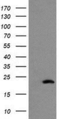Flow Cytometry: COMMD1 Antibody (OTI1F2) - Azide and BSA Free [NBP2-72419]