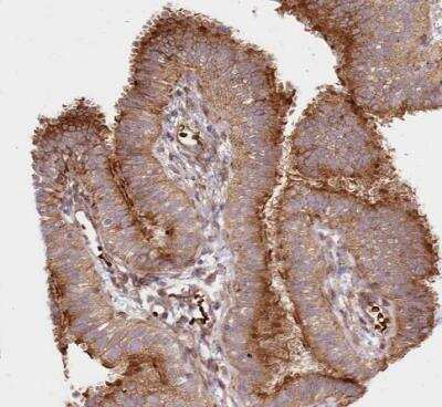 Immunohistochemistry-Paraffin: COMMD3 Antibody [NBP1-88519]