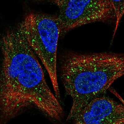 Immunocytochemistry/ Immunofluorescence: COMMD7 Antibody [NBP2-58399]