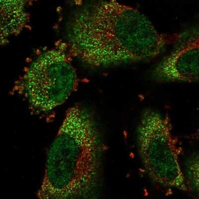 Immunocytochemistry/ Immunofluorescence: COMMD8 Antibody [NBP1-82178]