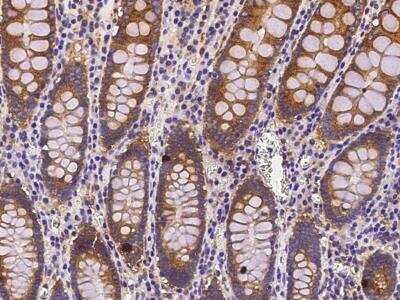 Immunohistochemistry-Paraffin: COMMD9 Antibody (002) [NBP2-90291]