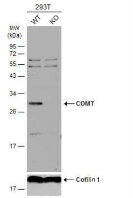 Western Blot: COMT Antibody [NBP2-15954]