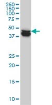 Western Blot: COP9 Antibody (2D10) [H00008533-M02]