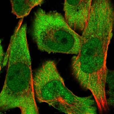 Immunocytochemistry/ Immunofluorescence: COP9 Antibody [NBP1-85435]