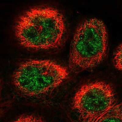 Immunocytochemistry/ Immunofluorescence: COP9 Antibody [NBP2-55300]