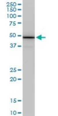 Western Blot: COP9 signalosome complex subunit 2 Antibody (4B12) [H00009318-M02]