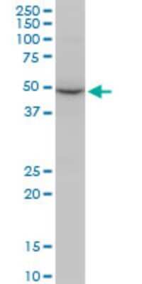 Western Blot: COP9 signalosome complex subunit 2 Antibody (4B12) [H00009318-M02]