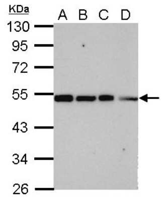 Western Blot: COP9 signalosome complex subunit 2 Antibody [NBP2-15958]