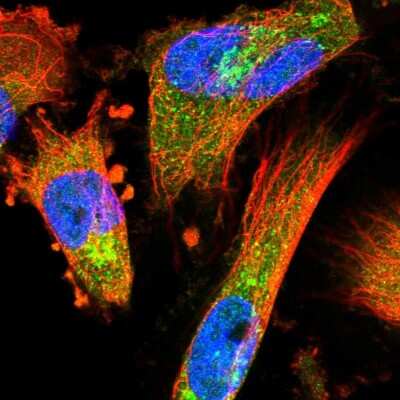 Immunocytochemistry/ Immunofluorescence: COPE Antibody [NBP2-38512]
