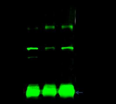 Immunoprecipitation: COPG Antibody [NBP2-99186]