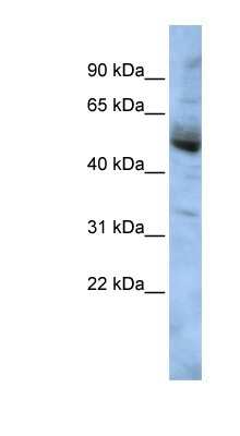 Western Blot: COPS4 Antibody [NBP1-56646]
