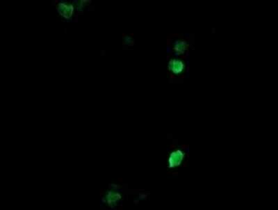 Immunocytochemistry/ Immunofluorescence: COPS6 Antibody (OTI4E7) - Azide and BSA Free [NBP2-71648]
