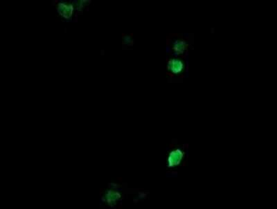 Immunocytochemistry/ Immunofluorescence: COPS6 Antibody (OTI4E7) [NBP2-46333]