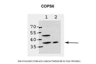 Western Blot: COPS6 Antibody [NBP1-79752]