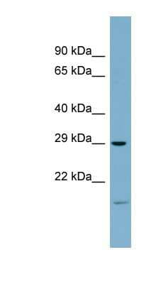 Western Blot: COPS7A Antibody [NBP1-53118]
