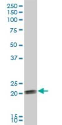 Western Blot: COPS8 Antibody [H00010920-B01P]