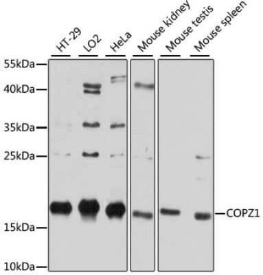 Western Blot: COPZ1 AntibodyAzide and BSA Free [NBP2-92058]