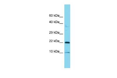 Western Blot: COPZ1 Antibody [NBP3-10764]