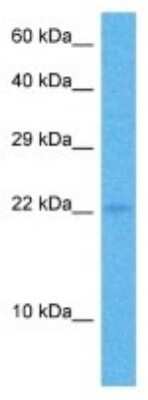 Western Blot: COPZ1 Antibody [NBP3-10793]