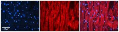 Immunohistochemistry-Paraffin: COQ9 Antibody [NBP2-82739]