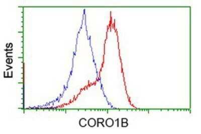 Flow Cytometry: CORO1B Antibody (OTI3D10) - Azide and BSA Free [NBP2-72086]