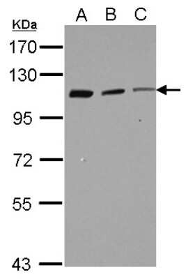 Western Blot: CORO7 Antibody [NBP2-14916]