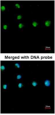 Immunocytochemistry/ Immunofluorescence: COUP-TF I/NR2F1 Antibody [NBP1-31259]